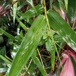 Bambusa vulgaris Лист