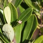 Erythroxylum novocaledonicum Õis