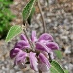 Phlomis purpurea फूल