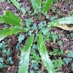 Asplenium scolopendriumЛист