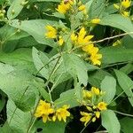 Lysimachia vulgaris ഇല