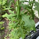 Lactuca canadensis Лист