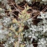 Artemisia herba-alba برگ