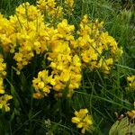 Genista sagittalis Blüte