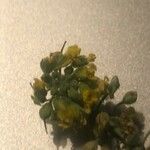 Alyssum montanum Blomst