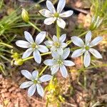 Ornithogalum divergensCvet