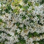 Trachelospermum jasminoidesΛουλούδι