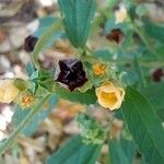 Sida cordifolia Fruit