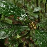 Psychotria dewildei