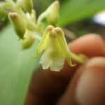 Polystachya odorata Flower