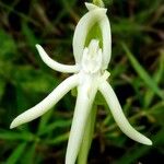 Habenaria trifida Flor