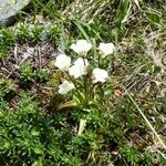 Pinguicula alpina Folha