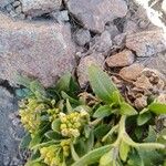 Draba jorullensis Blad