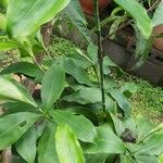 Dracaena camerooniana Folha