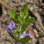 Dyschoriste oblongifolia फूल