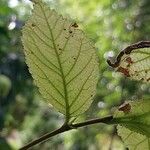 Prunus tomentosa Leaf