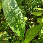 Borago officinalis Leaf