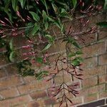 Jasminum polyanthum Flower