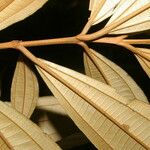 Miconia chrysophylla Leaf