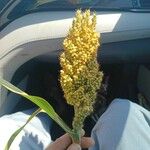 Sorghum bicolorFruit