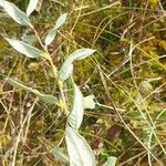 Salix lapponum Feuille