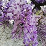 Wisteria sinensis Virág