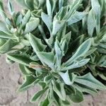 Senecio kleiniiformis Leaf