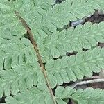 Dryopteris fragrans Folha