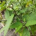 Varronia curassavica Leaf