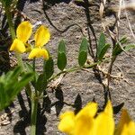 Coronilla vaginalis Habit