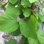 Aristolochia macrophylla পাতা