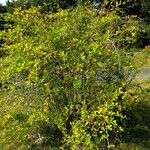 Berberis vulgaris Habitat