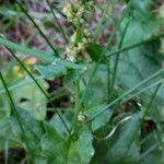 Blitum bonus-henricus Flower