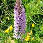 Dactylorhiza fuchsiiFlower