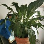 Spathiphyllum floribundum Folha