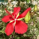 Hibiscus coccineusFlower