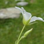 Cerastium arvense Λουλούδι