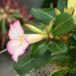 Adenium obesum Leaf