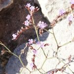 Limonium companyonis Fula