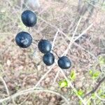 Ligustrum vulgare Fruit