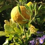 Citrus trifoliata Fruit