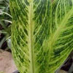 Aglaonema commutatumFulla