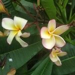 Plumeria rubra花