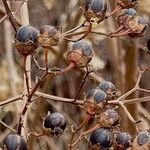 Lagerstroemia indica Прочее