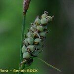 Carex tomentosa Frukt