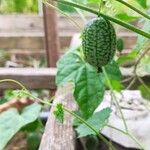 Melothria scabra Fruit