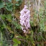 Gymnadenia odoratissima Kvet