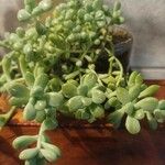 Sedum allantoides পাতা