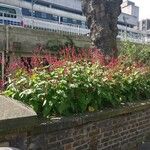 Persicaria orientalisКвітка