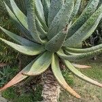 Aloe ferox Fuelha